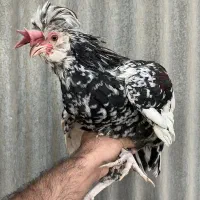مرغ و خروس|حیوانات مزرعه|یزد, |دیوار