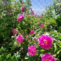 گل محمدی امروز چیده شده