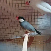 جفت فنچ نرگسی نر سفید ماده بلبلی