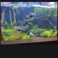 آکواریوم دکور شده همراه با میگو