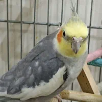 دوتا عروس خوشگل اهلی|پرنده|تهران, امیریه|دیوار