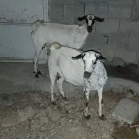 دو عدد بز جمولی