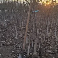 بار نهال از لرستان الشتر(نیاز به وانت )به ساوه