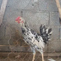 خروس گلین ۷ماهه|حیوانات مزرعه|نوشهر, |دیوار