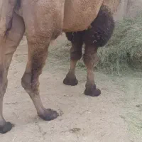 فروش دو کوهان نر  اصل ۶سال