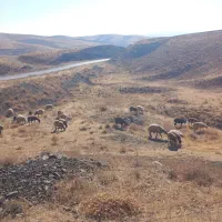 ۶۰ رس گوسفند به فروش میرسد