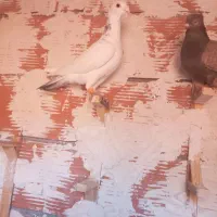 چهارتا حیوان پرشی ضربه ضمانتی