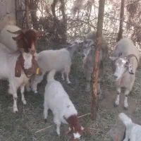 گوسفند