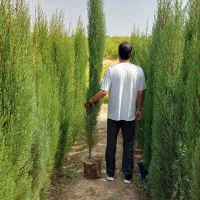 سرو شیراز سرو ناز سرو شیرازی سروشیراز|خدمات باغبانی و درختکاری|شیراز, شهرک بزین|دیوار