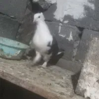 کبوتربلژیکی غریب|حیوانات|خان ببین, |دیوار