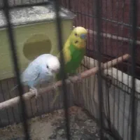 یک جفت مرغ عشق|پرنده|مشهد, مشهدقلی|دیوار