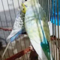 دو عدد مرغ عشق جفت