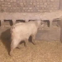 نری|حیوانات مزرعه|رفسنجان, |دیوار