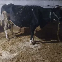 فروش یک راس گاو داشتی خوب|حیوانات مزرعه|لردگان, |دیوار