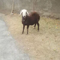 بره قوچ افشار کبود