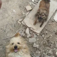 واگذاری پامر روباهی