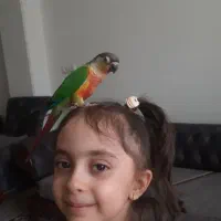 طوطی گیرینچیک دستی|پرنده|اصفهان, کوی ولی عصر|دیوار