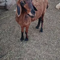 بره ماده خوش گوشت جهت قربانی و نذر