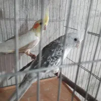 عروس هلندی مولدوماده تک
