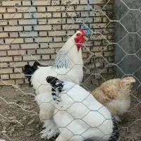 تخم مرغ نطفه دار برهما لایت|حیوانات مزرعه|مشهد, نوید|دیوار