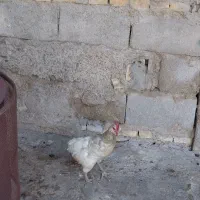 ۱ عدد مرغ عربی تخم گذار