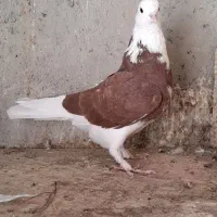 کبوتر پرشی|پرنده|شهریار, فرارت|دیوار