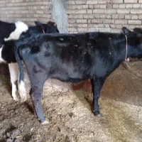 گاو آبستن