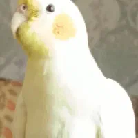 عروس هلندی گم‌شده