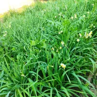 گل نرگس|گل و گیاه طبیعی|اصفهان, عباس‌آباد|دیوار