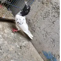 کبوتر