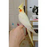 عروس هلندی