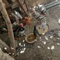 مرغ گردن لخت و خروس گیلین وگردن لوخت|حیوانات مزرعه|قم, قم نو|دیوار