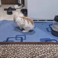 خرگوش لوپ اصیل|موش و خرگوش|تهران, امانیه|دیوار