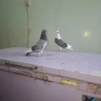 چندجفت شازده تهرانی|پرنده|بندر ماهشهر, |دیوار