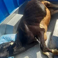 خرید فروش هر نوع گاو و گوساله افتاده پاشکسته قصر|حیوانات مزرعه|قیدار, |دیوار