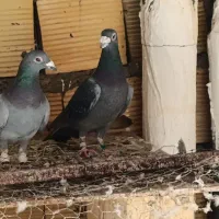 کفتر پلاکی|پرنده|شیراز, کوشک میدان|دیوار