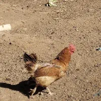 فروش مرغ و خروس|حیوانات مزرعه|خرمدشت, |دیوار