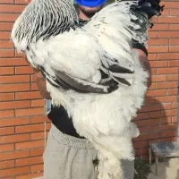 تخم مرغ خروس جوجه برهما لاری از نسل وارداتی اصیل|حیوانات مزرعه|رباط‌کریم, شترخوار|دیوار