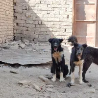 سگ قدرجونی|سگ|فلاورجان, |دیوار