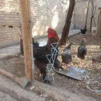 مرغ و خروس برهما|حیوانات مزرعه|ری, جوانمرد قصاب|دیوار