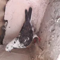 ماده سوسکی|پرنده|اردبیل, |دیوار