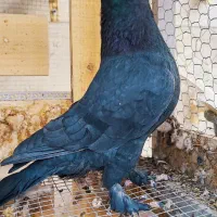 پدر و پسر یک جفت زاغ پر پا|پرنده|کرمان, |دیوار