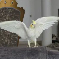 عروس هلندی دستی|پرنده|بافق, |دیوار