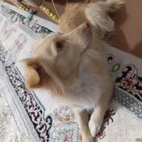 واگذاری سگ خونگی