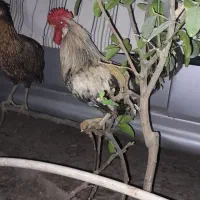 خروس عربی چهل تاج