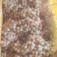 خرید انگور (نقد)