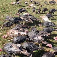 فروش بوقلمون و غاز|حیوانات مزرعه|پیرانشهر, |دیوار