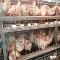 مرغ تخم گذار