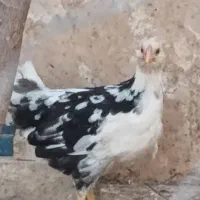 فروش جوجه گلین  ۲ ماهه