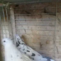 کفتر پرشی.خارجی.یزدی|پرنده|یزد, |دیوار